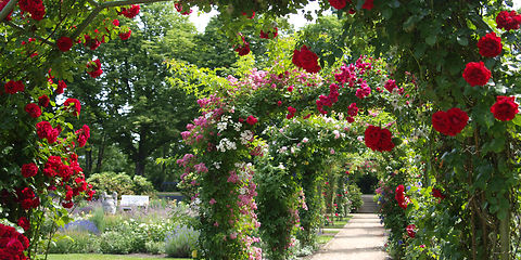 East German Rose Garden Forst (Lausitz) - Rose Park